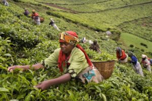 Photograph showing a group of women harvesting coffee
