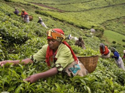 Photograph showing a group of women harvesting coffee
