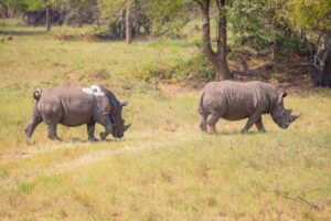 Photograph showing southern white rhinos which were successfully relocated from Ziwa Rhino Sanctuary to Ajai Wildlife Reserve by the Uganda Wildlife Authority