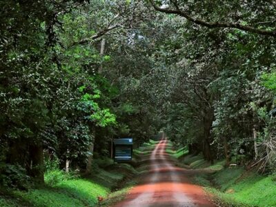Photograph taken from Budongo Central Forest Reserve in Northwestern Uganda