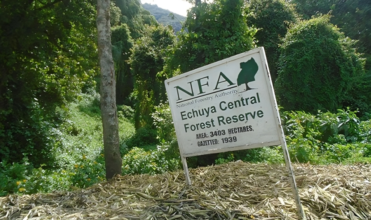 Photograph of the Echuya Central Forest Reserve located between Kisoro and Rubanda districts in Western Uganda