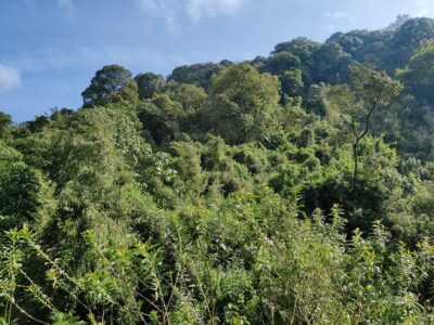 Photograph taken from Echuya Central Forest Reserve located between Kisoro and Rubanda Districts in Western Uganda