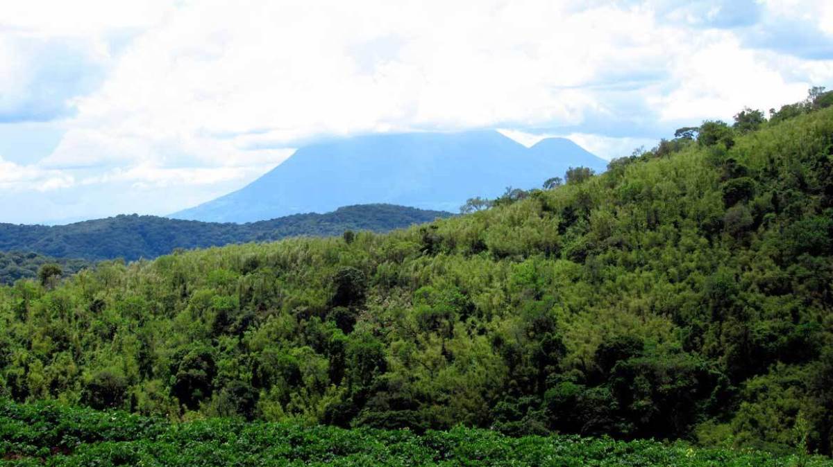 Photograph taken from Echuya Central Forest Reserve located between Kisoro and Rubanda Districts in Western Uganda