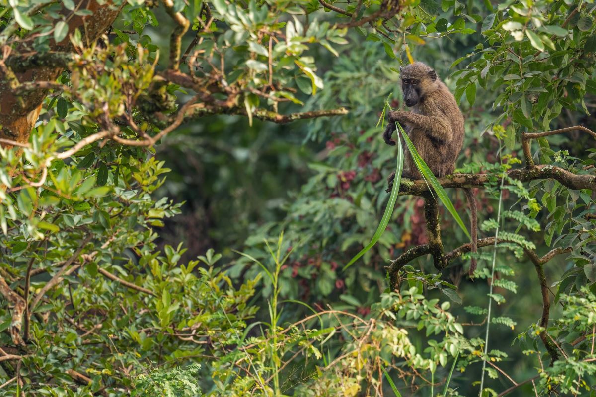 Photograph of an Olive Baboon taken during a tour to Budongo Central Forest Reserve in Northwestern Uganda