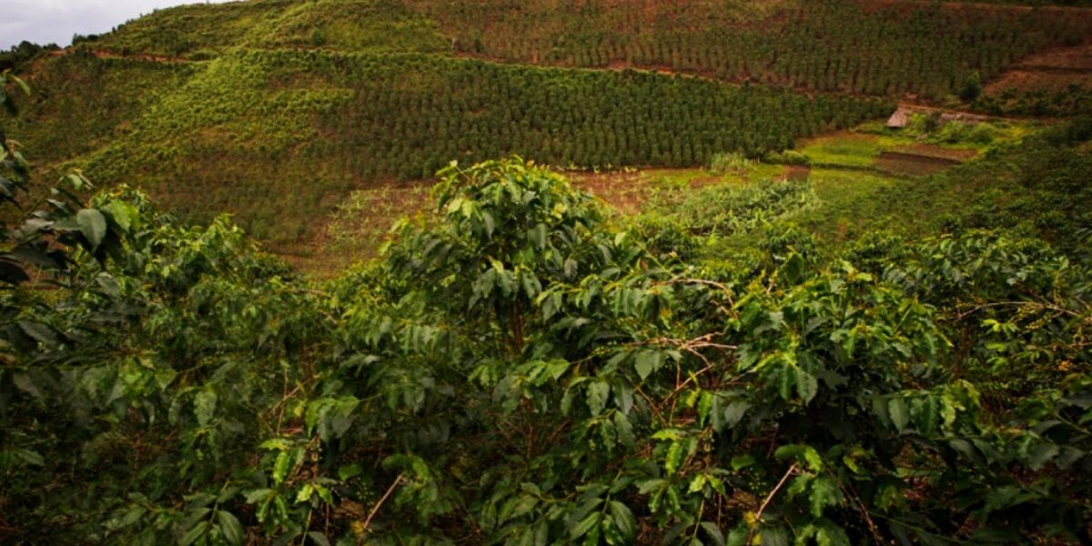 Photograph showing coffee plantations around Bwindi Impenetrable National Park located in Sothwestern Uganda