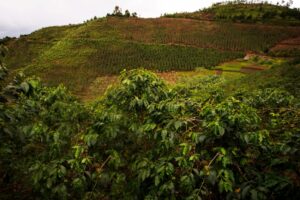 Photograph showing coffee plantations around Bwindi Impenetrable National Park located in Sothwestern Uganda