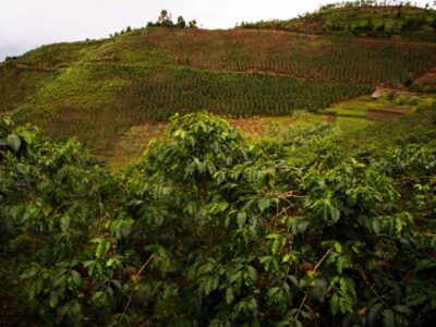 Photograph showing coffee plantations around Bwindi Impenetrable National Park located in Sothwestern Uganda