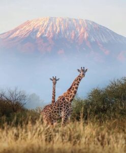 Two giraffes stand sentinel in the shadow of snow-capped Mount Kilimanjaro at sunrise, highlighting the breathtaking beauty and ecological richness of Tanzania’s iconic landscape