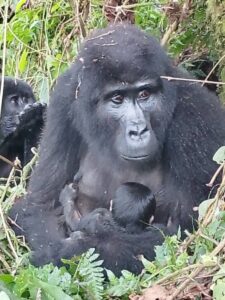 Mother mountain gorilla breastfeeding the newly born mountain gorilla baby born in Mucunguzi Family in Bwindi Impenetrable National Park in Southwestern Uganda