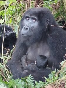 Mother mountain gorilla breastfeeding the newly born mountain gorilla baby born in Mucunguzi Family in Bwindi Impenetrable National Park in Southwestern Uganda