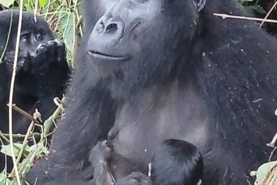 Mother mountain gorilla breastfeeding the newly born mountain gorilla baby born in Mucunguzi Family in Bwindi Impenetrable National Park in Southwestern Uganda