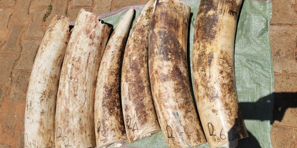 Seized elephant tusks laid out for inspection, highlighting ongoing efforts to combat illegal wildlife trafficking in Uganda's national parks