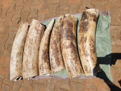 Seized elephant tusks laid out for inspection, highlighting ongoing efforts to combat illegal wildlife trafficking in Uganda's national parks