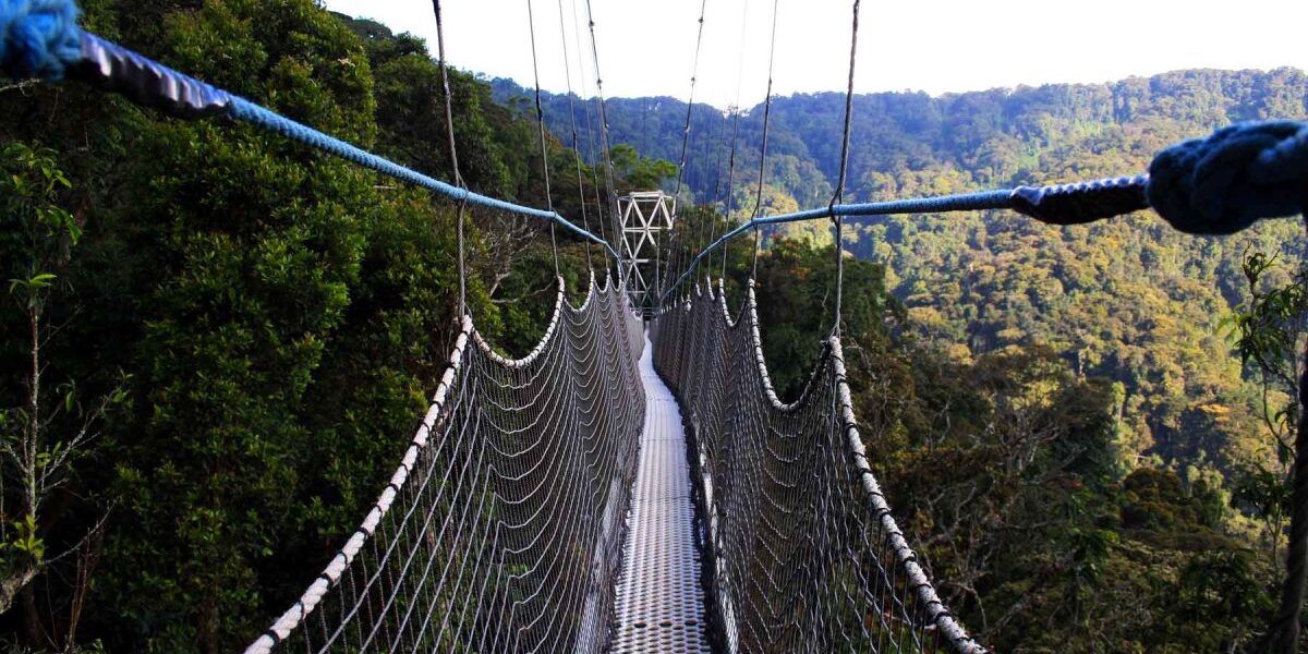 An elevated canopy walkway offers visitors a breathtaking treetop perspective of the rainforest in Kibale National Park in Western Uganda, opening new opportunities for eco-tourism and wildlife observation