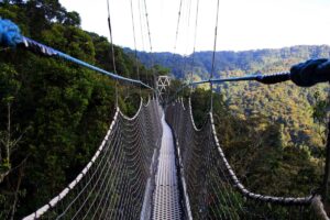 An elevated canopy walkway offers visitors a breathtaking treetop perspective of the rainforest in Kibale National Park in Western Uganda, opening new opportunities for eco-tourism and wildlife observation