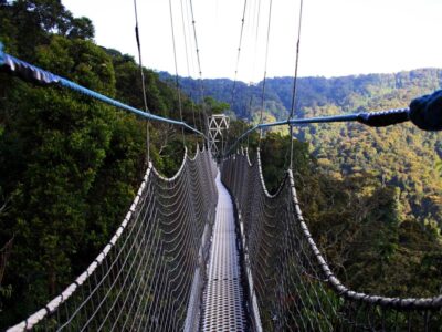 An elevated canopy walkway offers visitors a breathtaking treetop perspective of the rainforest in Kibale National Park in Western Uganda, opening new opportunities for eco-tourism and wildlife observation