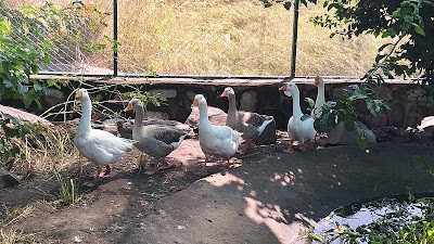 Farm Photo Arra Fishing Lodge Adjumani, Northern Region, Uganda