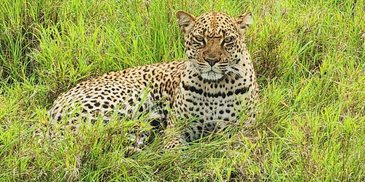 A relaxed leopard in the heart of Uganda. These solitary hunters are icons of the African wilderness and a highlight of any safari.