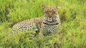 A relaxed leopard in the heart of Uganda. These solitary hunters are icons of the African wilderness and a highlight of any safari.