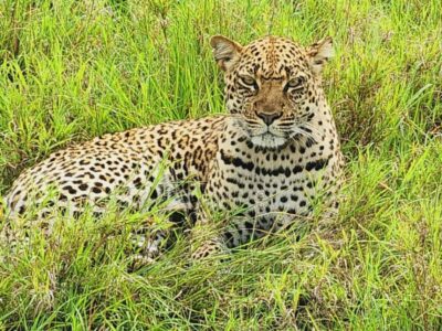 A relaxed leopard in the heart of Uganda. These solitary hunters are icons of the African wilderness and a highlight of any safari. A relaxed leopard in the heart of Uganda. These solitary hunters are icons of the African wilderness and a highlight of any safari.