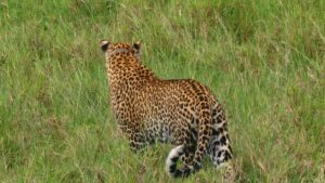 Master of camouflage and strength. Leopard on patrol in Uganda’s wild savannas.