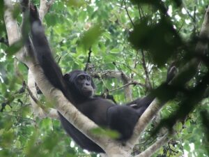 An adult chimpanzee captured during a chimpanzee trekking tour in Bugoma Forest Reserve in Bunyoro Region in Western Uganda