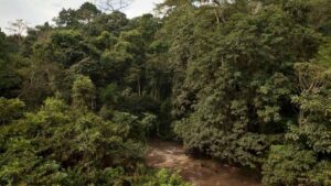 Photograph taken from Budongo Forest Reserve located in the Bunyoro Sub-region in Western Uganda