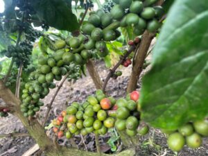 Close-up of coffee berries in various stages of ripeness on a thriving coffee plant, showcasing the agricultural foundation of one of the world's most popular beverages