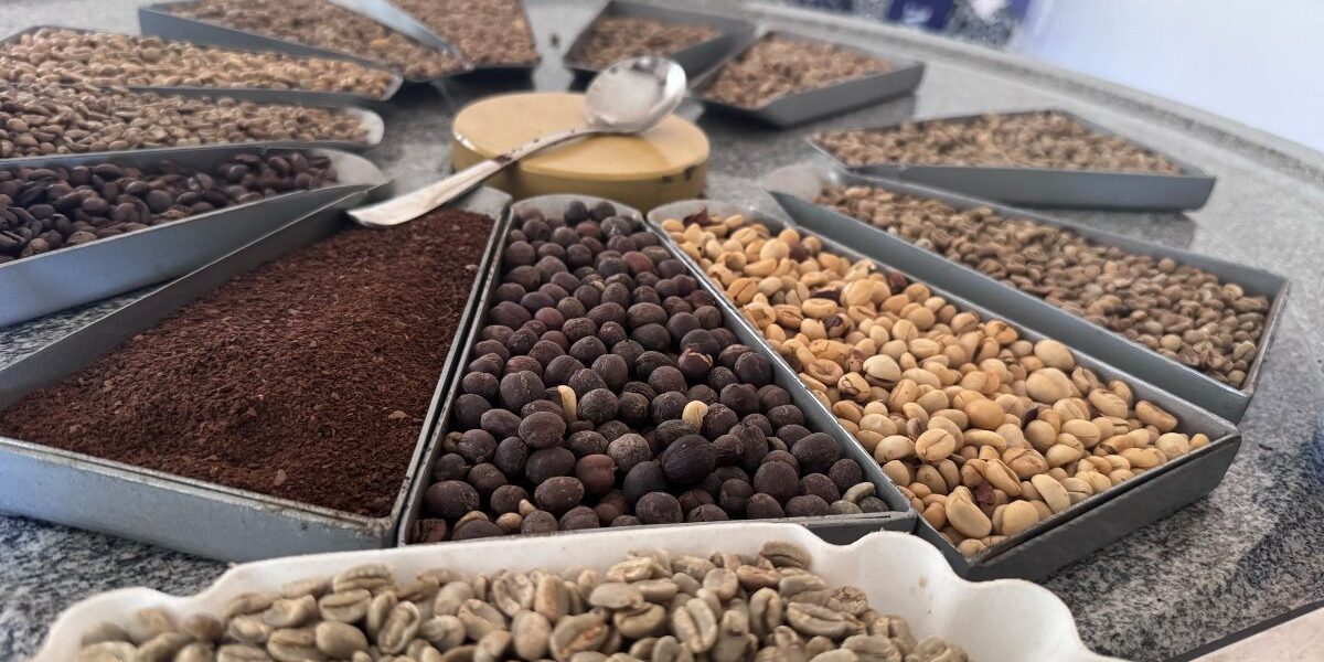 An array of roasted coffee beans, light and dark roasts, and fresh grounds arranged for sampling, highlighting the diversity of flavors in specialty coffee