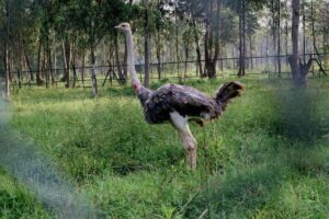 An ostrich settles into its new spacious enclosure at the UWEC Mbale Zoo. The satellite zoo aims to bring conservation education and wildlife viewing closer to communities in Eastern Uganda