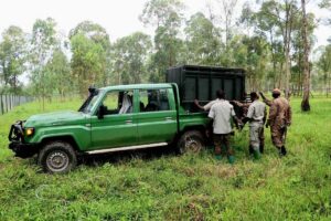 Uganda Wildlife Authority team carefully offloading an animal crate at the new UWEC Mbale Zoo facility. The successful relocation marks a major milestone in decentralizing wildlife conservation and tourism in Uganda