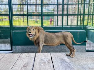 A lion at the newly established UWEC Mbale Zoo. The facility, opening on June 12th, 2026, will house lions, zebras, waterbuck, ostriches, and peacocks relocated from the Uganda Wildlife Conservation Education Centre (UWEC) in Entebbe