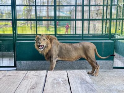 A lion at the newly established UWEC Mbale Zoo. The facility, opening on June 12th, 2026, will house lions, zebras, waterbuck, ostriches, and peacocks relocated from the Uganda Wildlife Conservation Education Centre (UWEC) in Entebbe A lion at the newly established UWEC Mbale Zoo. The facility, opening on June 12th, 2026, will house lions, zebras, waterbuck, ostriches, and peacocks relocated from the Uganda Wildlife Conservation Education Centre (UWEC) in Entebbe