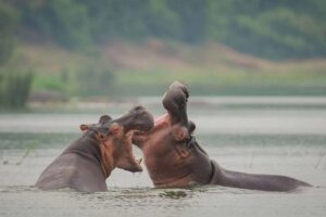 A pair of hippopotami captured during a boat cruise on the Kazinga Channel in Queen Elizabeth National Park