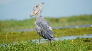 Shoebill (Balaeniceps rex) in profile, Uganda. The species' distinctive broad, shoe-shaped bill is perfectly adapted for hunting in papyrus swamps