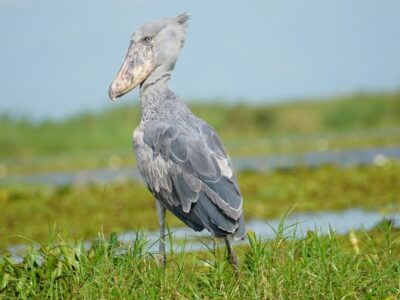 Shoebill (Balaeniceps rex) in profile, Uganda. The species' distinctive broad, shoe-shaped bill is perfectly adapted for hunting in papyrus swamps
