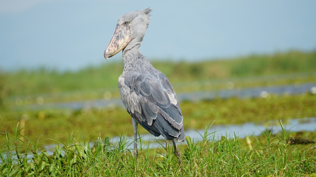 Shoebill (Balaeniceps rex) in profile, Uganda. The species' distinctive broad, shoe-shaped bill is perfectly adapted for hunting in papyrus swamps