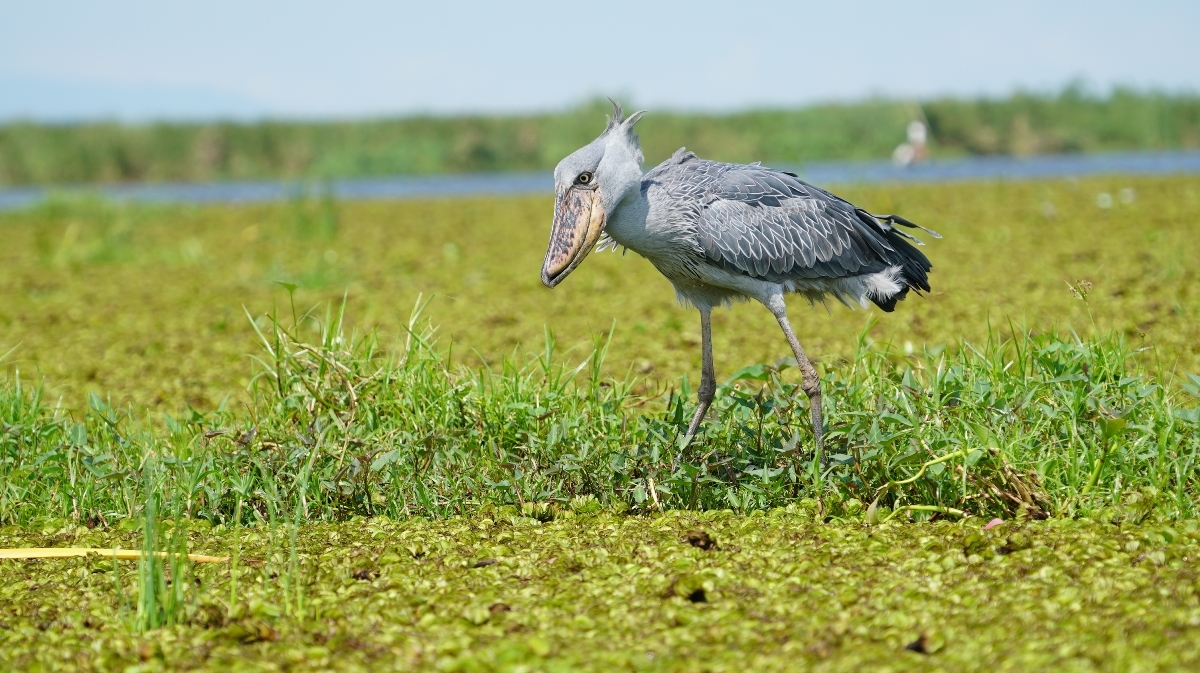 Shoebill traversing wetland vegetation, Uganda. This iconic African bird moves with deliberate grace through its preferred marshy habitat