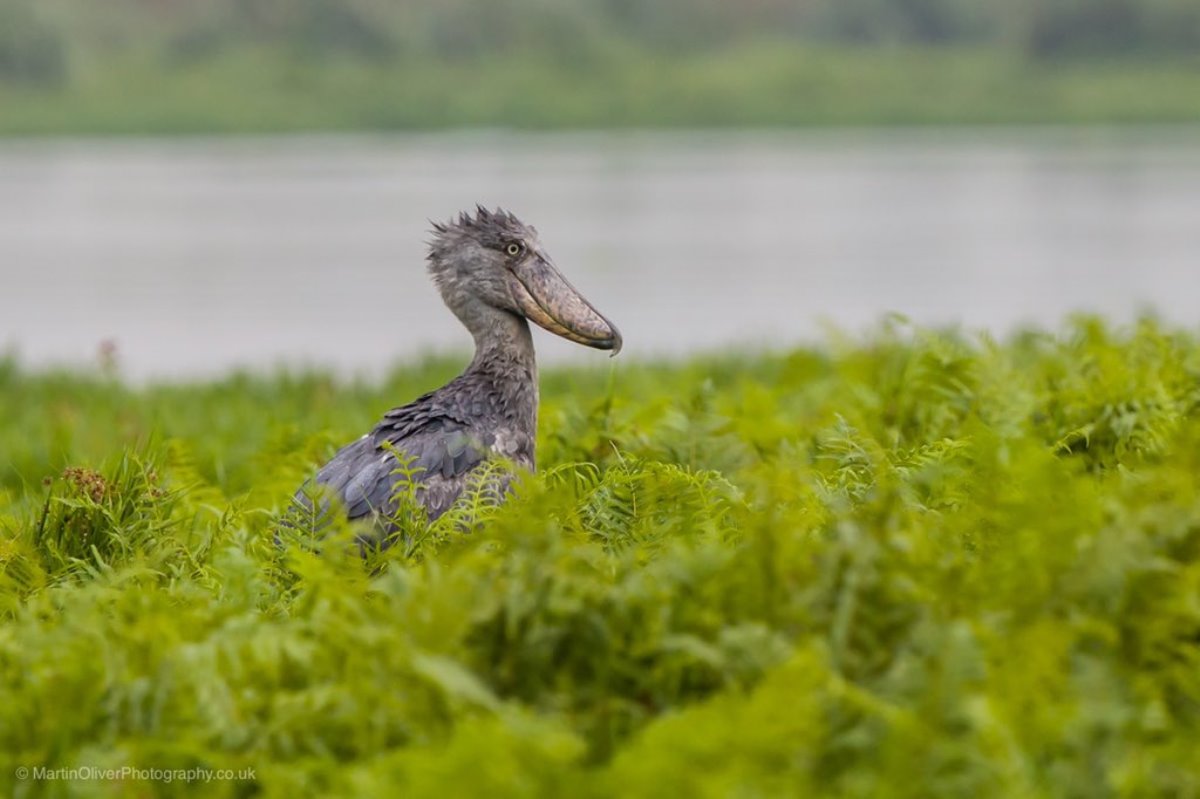 Portrait of a Shoebill amid lush ferns, Uganda. The bird's prominent crest and powerful bill are defining features of this vulnerable species