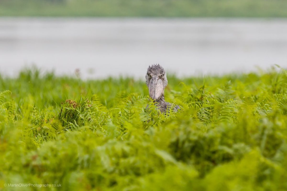 Shoebill peering through dense greenery, Uganda. The bird's piercing gaze and prehistoric appearance make it one of the most sought-after birds in East Africa