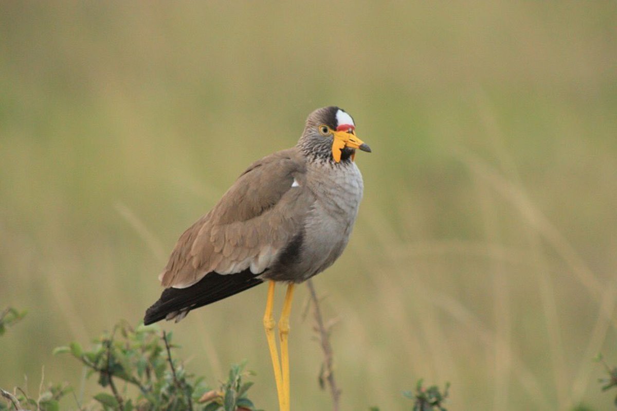 An African Wattled Lapwing captured during a birdwatching tour in Murchison Falls National Park in Northwestern Uganda