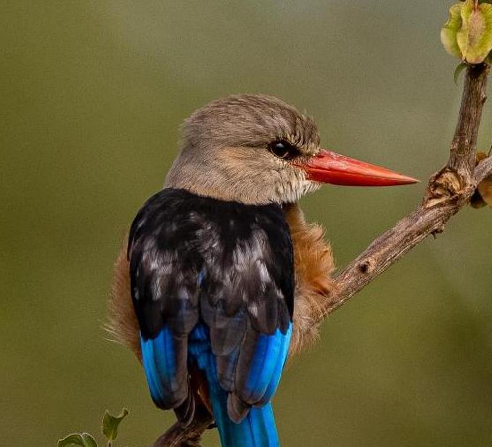 A Grey-headed Kingfisher captured during a birdwatching tour in Murchison Falls National Park in Northwestern Uganda