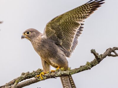 A Grey Kestrel captured during a birdwatching tour in Murchison Falls National Park in Northwestern Uganda A Grey Kestrel captured during a birdwatching tour in Murchison Falls National Park in Northwestern Uganda
