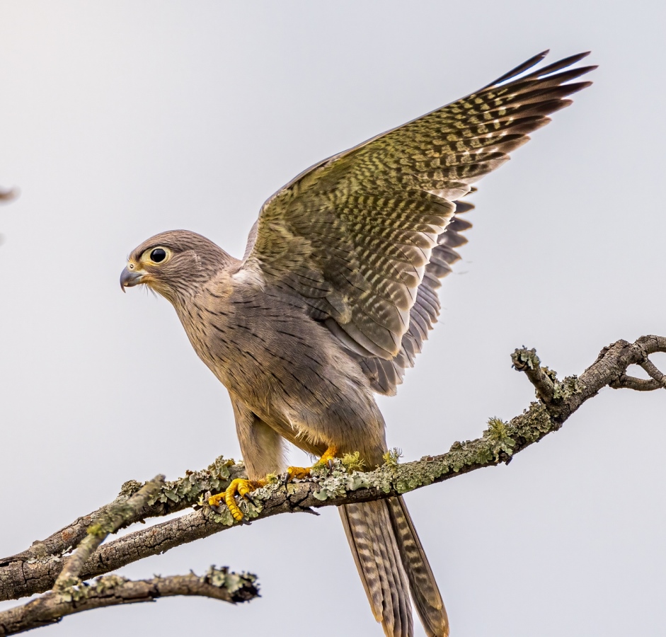 A Grey Kestrel captured during a birdwatching tour in Murchison Falls National Park in Northwestern Uganda