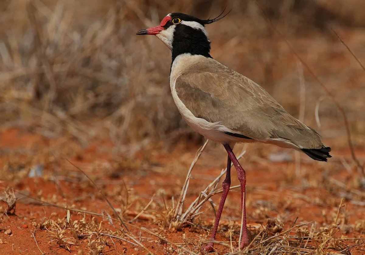 A Black-headed Lapwing captured during a birdwatching tour in Murchison Falls National Park in Northwestern Uganda