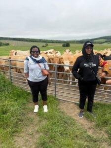 Ugandan representatives visit a cattle farm in the Scottish countryside, observing livestock management as part of experiential learning to strengthen community-led agro-tourism initiatives back home