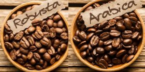 Close-up photograph of the Robusta and Arabica Coffee beans