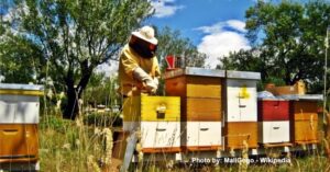 Hands-on beekeeping in action. Practical skills like this will be taught live during the Apimondia Symposium 2026 in Uganda, empowering participants with modern and sustainable apiculture techniques