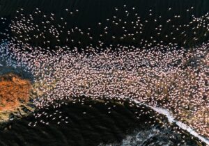 Thousands of lesser flamingos seen from above on the alkaline shores of Lake Natron, northern Tanzania