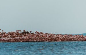 A dense colony of lesser flamingos stands along the water’s edge at Lake Natron, one of East Africa’s most significant breeding grounds for the species